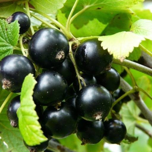 Смородина Дачница черная (коробка) 1шт