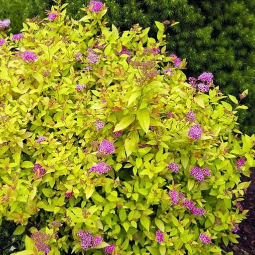 Спирея японская Голден Принцесс - 7цветов фото 2