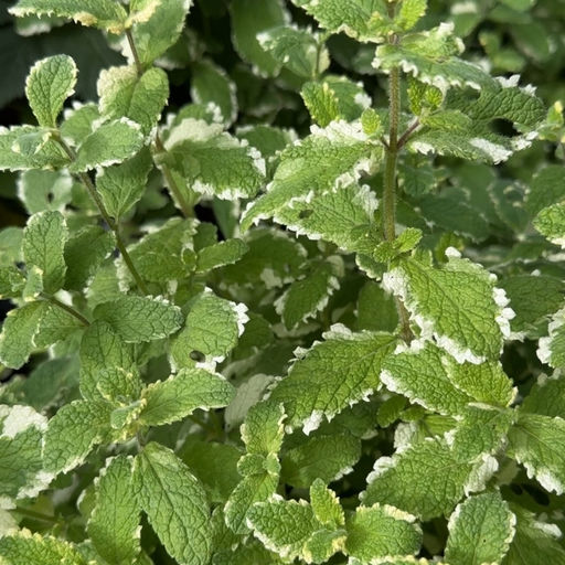 Мята Ананасная