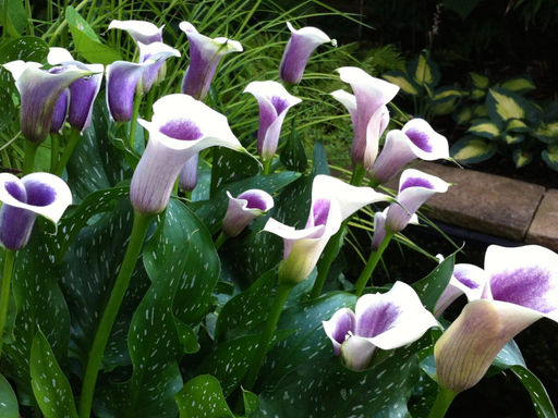 Калла Picasso (Пикассо) - Долина роз фото 6