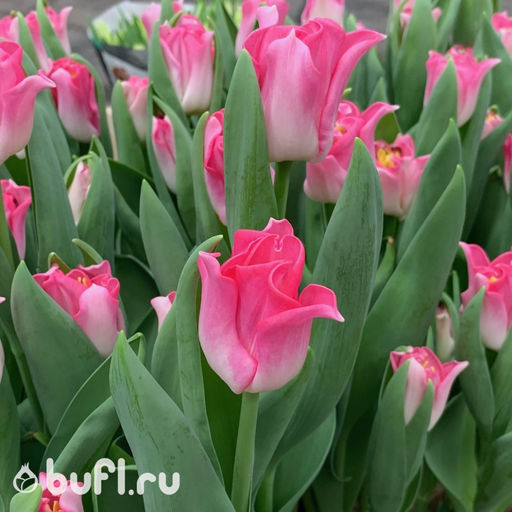 Тюльпан Crown of Dynasty (5 луковиц) - Bufl фото 3