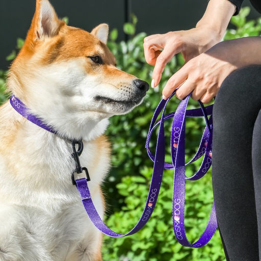 Ошейник COSMO DOG, застёжка - фастекс, 2 см 25-40 см - Пушистое счастье фото 2