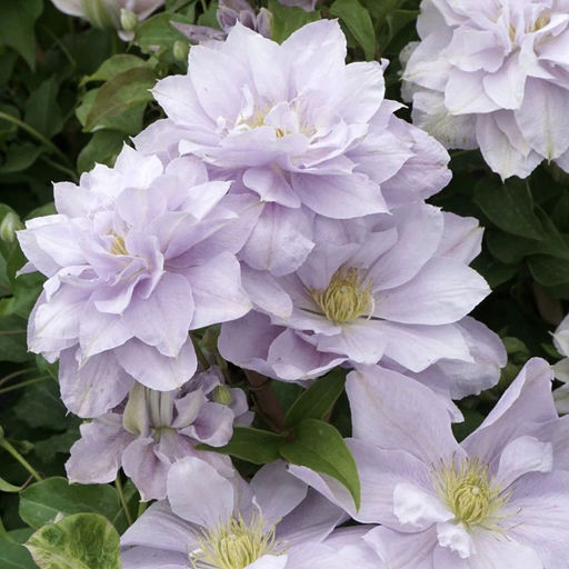 КЛЕМАТИС Белиссимо Разбор I Кол-во упак., шт 1