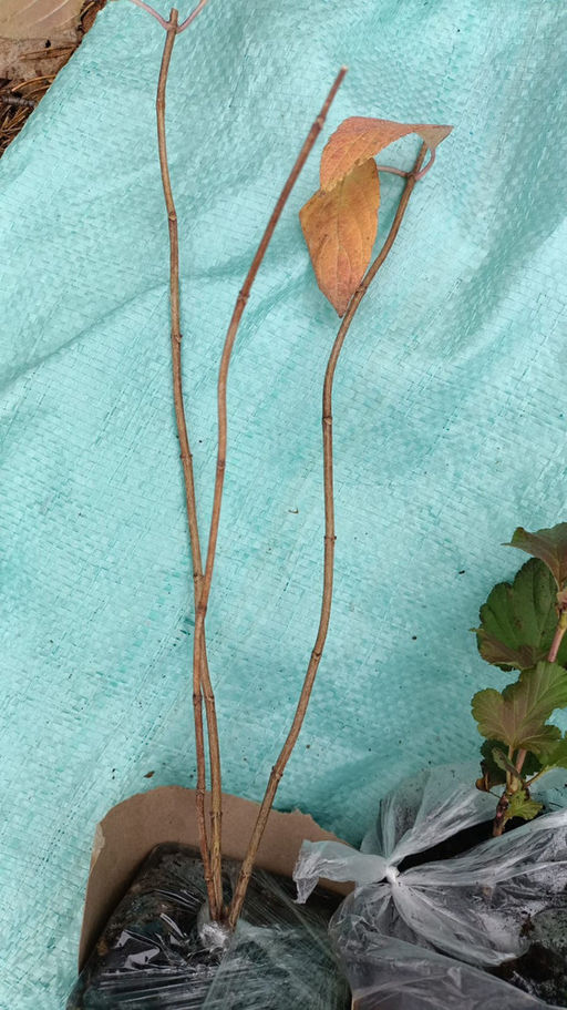 Гортензия метельчатая Металлика