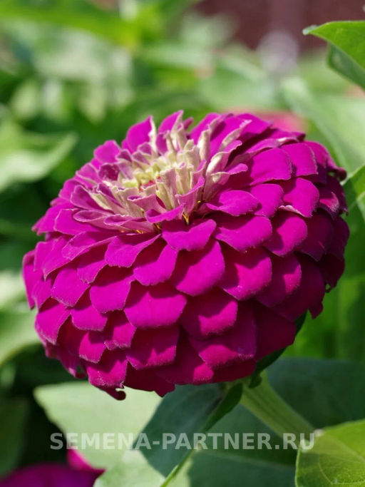 Цинния георгиновидная Фэнтези Византийский Пурпур - Партнер фото 5