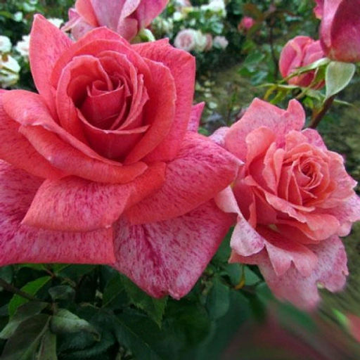 R408 ПЬЕР КАРДЕН