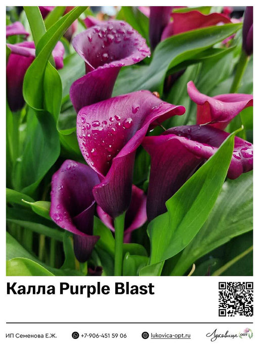 Калла Purple Blast