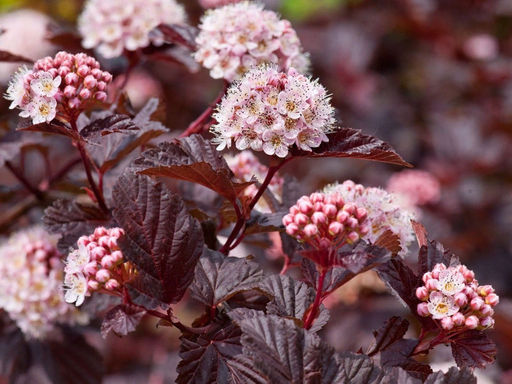 Пузыреплодник калинолистный Ред Барон - Долина роз фото 4