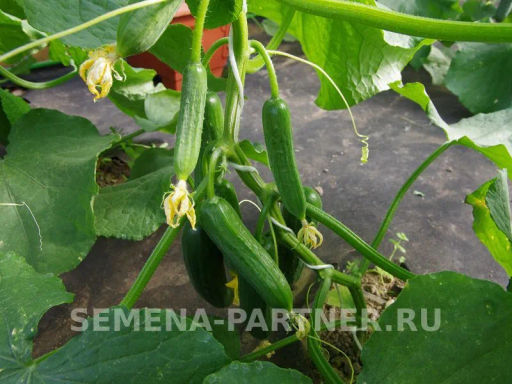 Огурец партенокарпический Маринин - Партнер фото 3