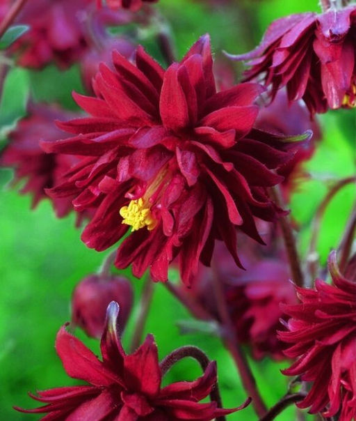 Аквилегия Barlow Bordeaux - Голландские луковицы фото 3