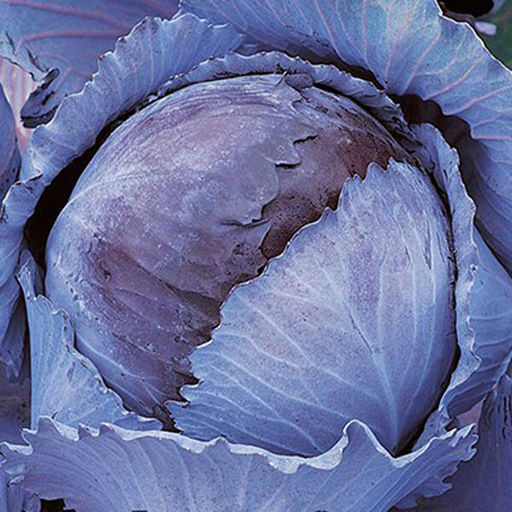 6258U Капуста краснокочанная Победа 10шт