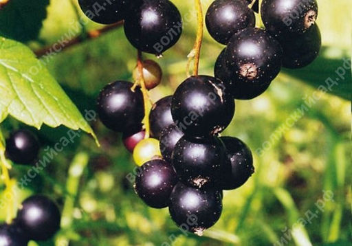Смородина черная Лентяй