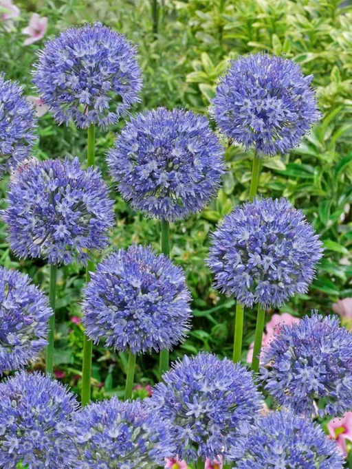 Аллиум Caeruleum (Лук декоративный) - Голландские луковицы фото 3