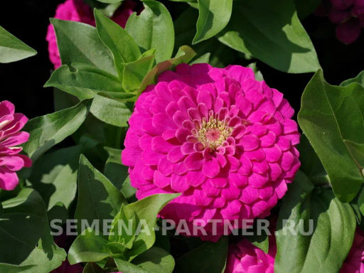 Цинния георгиновидная Фэнтези Античный Розовый - Партнер фото 3