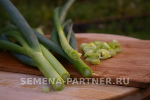 Лук батун Перформер - Партнер фото 2