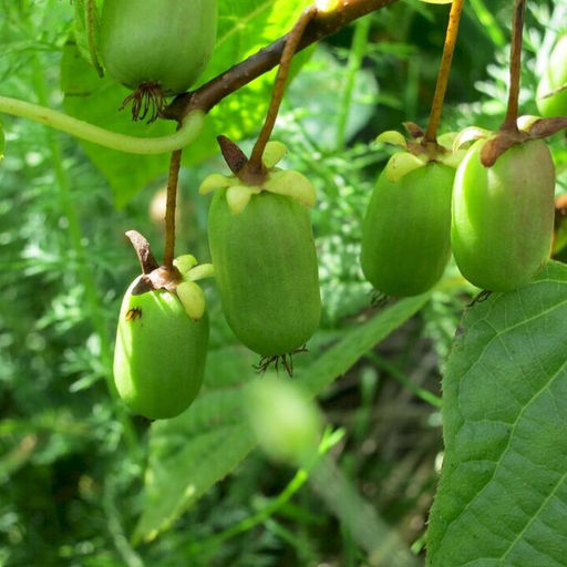 Актинидия аргута "Эстафета" (жен) 2 года ЗКС тара 2л