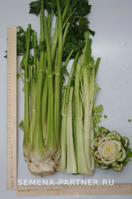 Сельдерей черешковый Малахит - Партнер фото 3