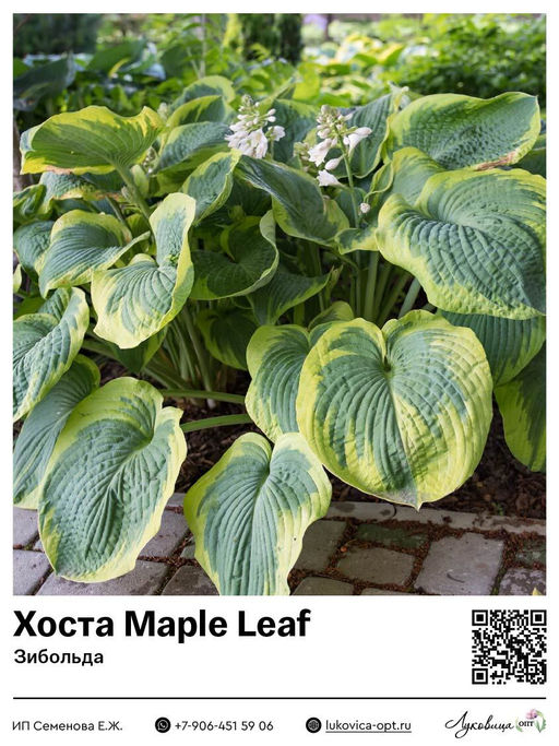 Хоста Maple Leaf (Зибольда)