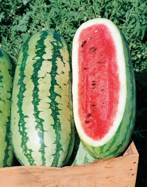 Арбуз СКОРОСТНАЯ ТОРПЕДА F1  Великан интересной формы! Настоящая бочка с сахарной, зернистой мякотью! - Уральский дачник фото 2