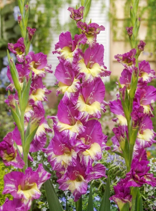 ГЛАДИОЛУС Экстраверт Разбор 10/12 Кол-во упак., шт 10