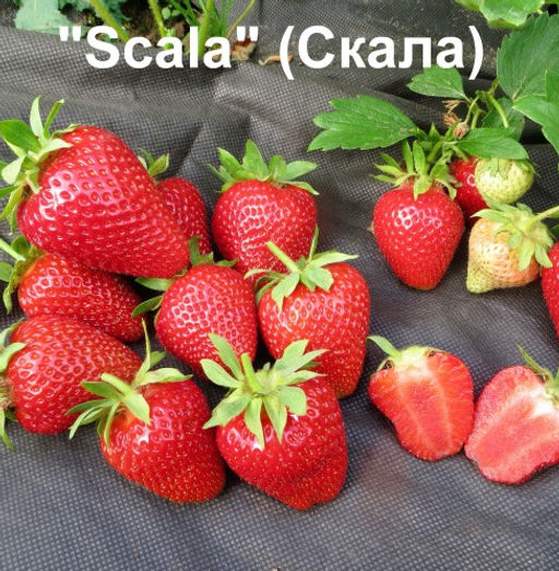 Клубника Скала А 10шт/пучок