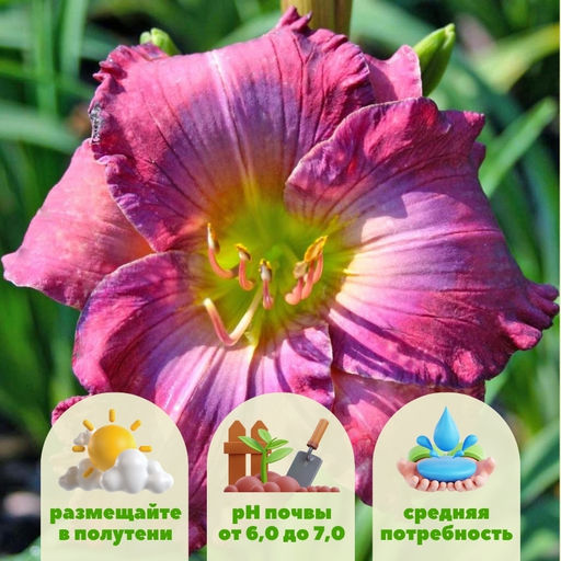 Лилейник Лавендер Блю Бэби - Долина роз фото 2