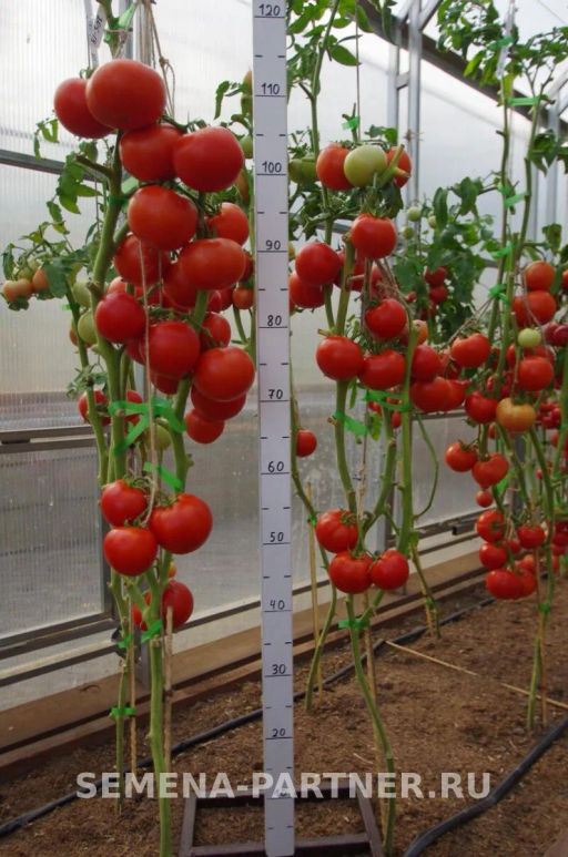 Томат Фрося F1 - Партнер фото 4