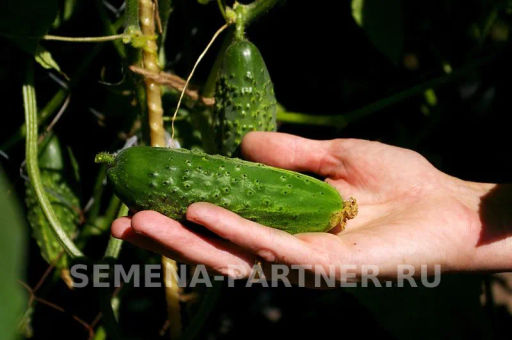 Огурец пчелоопыляемый Феличита - Партнер фото 3