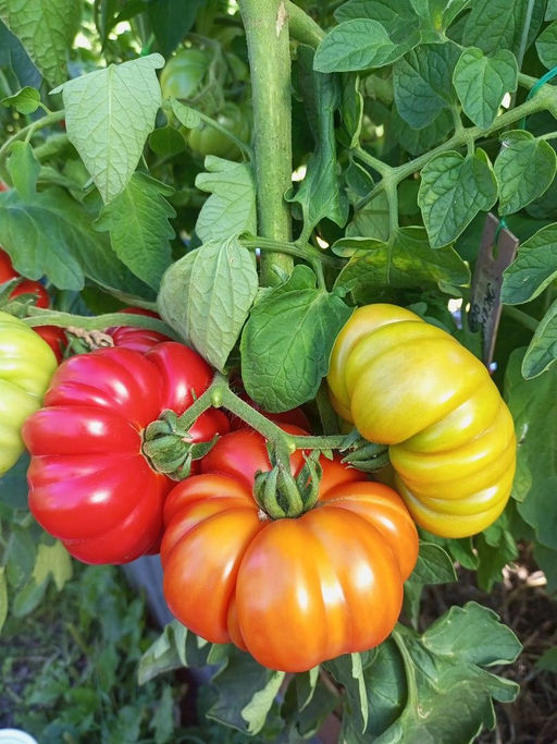 Томат ЖЕНСКАЯ ДОЛЯ F1 - Уральский дачник фото 6