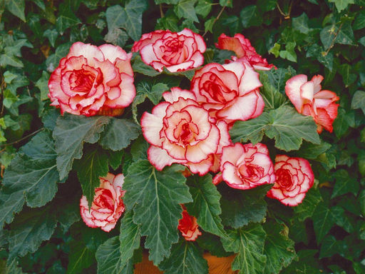 Бегония пикоти бело-красная (Begonia Picotee white-red) - Долина роз фото 4
