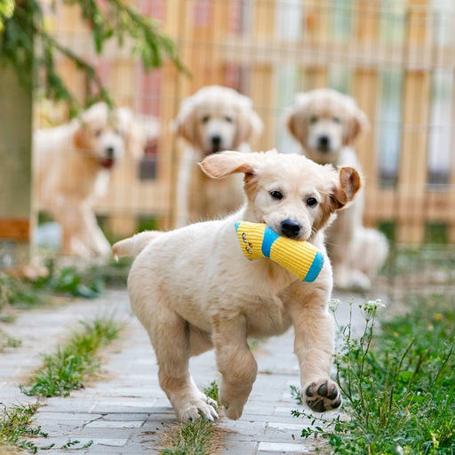 Игрушка мягкая с пищалкой Носок жёлтый, 16 см - Пижон фото 6