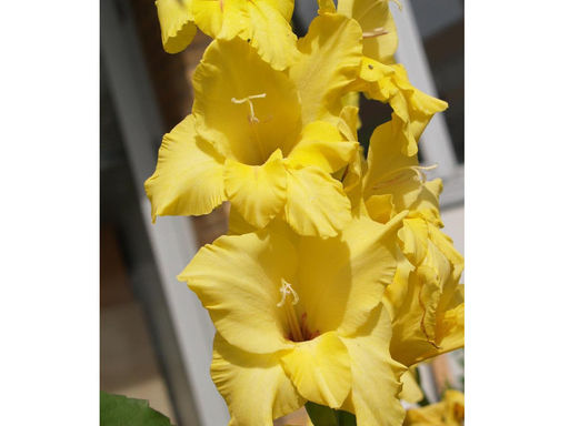 Гладиолус Nova Lux (Нова Люкс) 5 шт - Долина роз фото 2