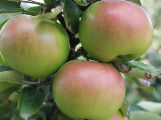 Яблоня колоновидная Икша