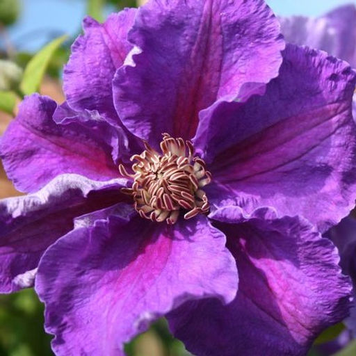 Клематис гибридный Ашва - 7цветов фото 2