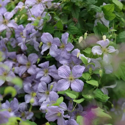 Клематис Эмилия Платер - Долина роз фото 3