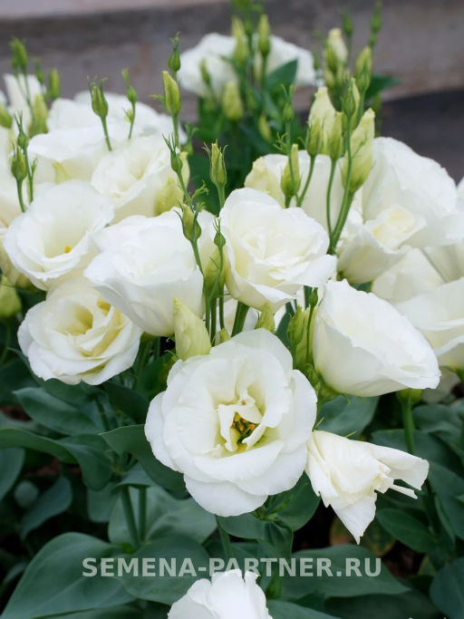 Эустома карликовая махровая белая Леди Бэнкс - Партнер фото 6