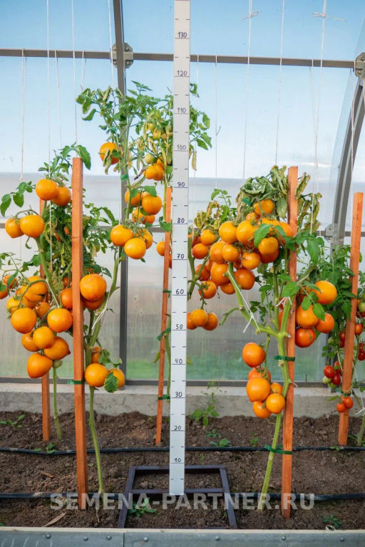 Томат Золотая Миля - Партнер фото 8