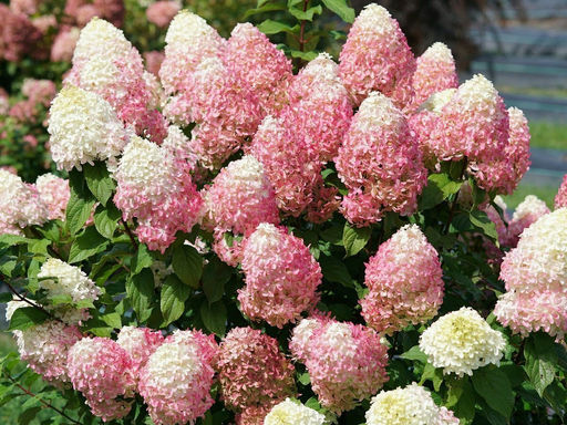 Гортензия метельчатая Summer Love (Саммер Лав) - Долина роз фото 3