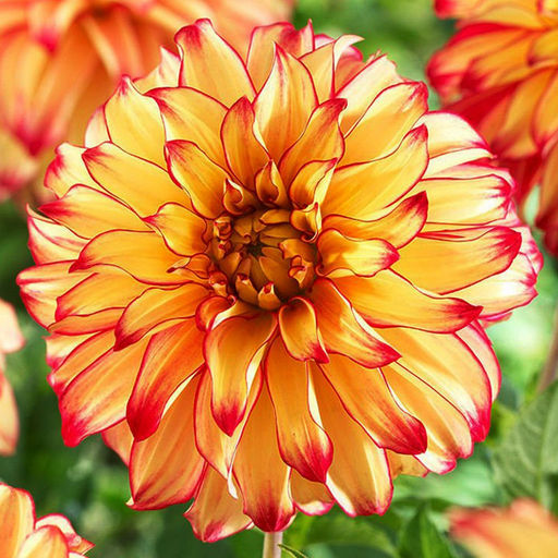 Георгина Lady Darlene (Декоративная) - Голландские луковицы фото 2