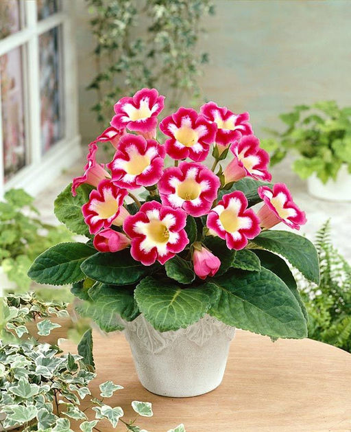 ГЛОКСИНИЯ Бланш Дэ Меру Разбор 5/6 Кол-во упак., шт 2