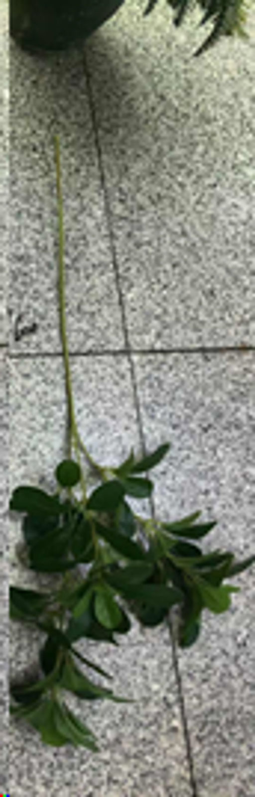 Зелень искусственная Шеффлера 85 см / CW-05 /уп 12/72/360/