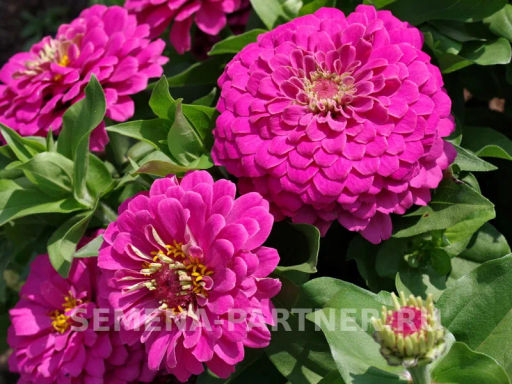 Цинния георгиновидная Фэнтези Античный Розовый - Партнер фото 5