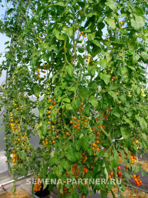 Томат Дори - Партнер фото 5