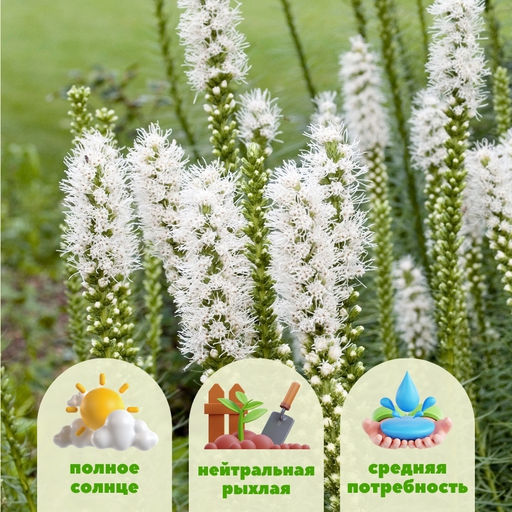 Лиатрис колосковидный белый (Spicata Alba) 10шт