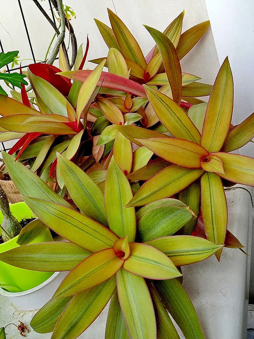 Традесканция Рео Ситара Голд