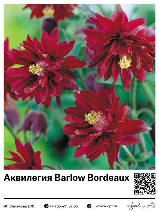 Аквилегия Barlow Bordeaux