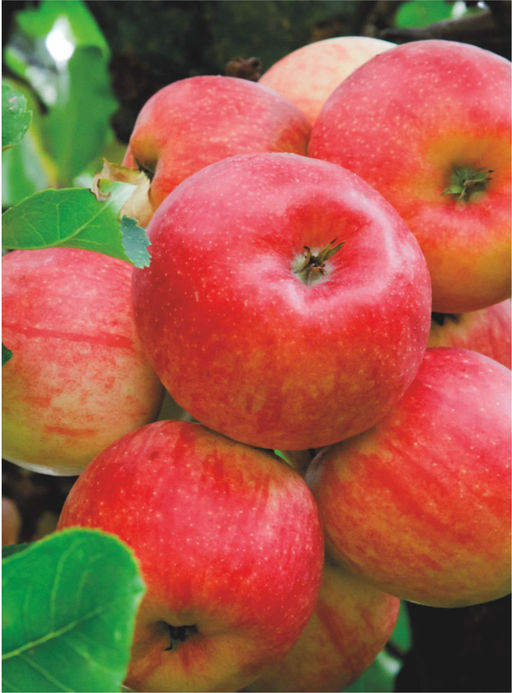 Яблоня Сурхурай полукультурка (саженец с этикеткой) 1шт