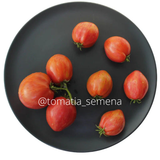 Гном Балканский тигр