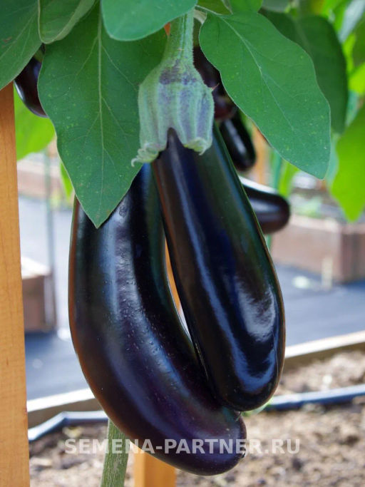 Баклажан Андрюша - Партнер фото 6