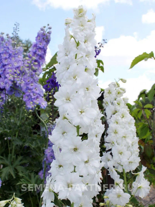 Дельфиниум Инносенс - Партнер фото 8